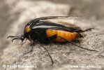 Wasps' Nest Beetle