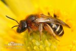 Yellow-footed Solitary Bee