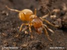 Yellow meadow Ant