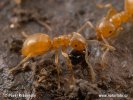 Yellow meadow Ant