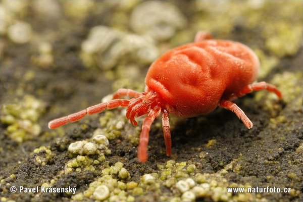 velvet-mite-1715.jpg