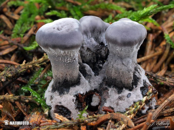 Black Tooth Mushroom (Phellodon niger)