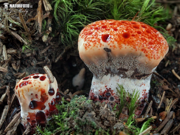 Bleeding tooth fungus Mushroom (Hydnellum peckii)