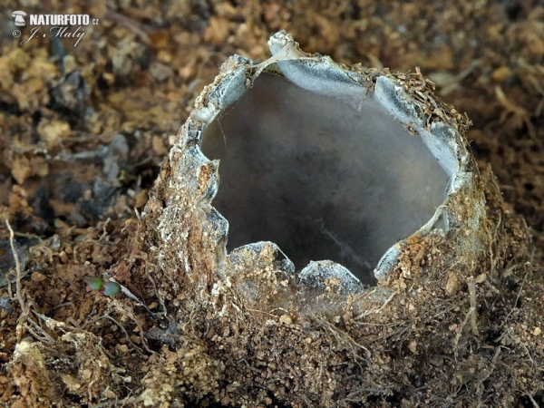 Common Earth-Cup Mushroom (Geopora arenicola)