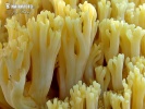 Coral - Ramaria pallidosaponaria