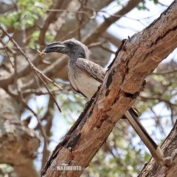 African Grey Hornbill (Tockus nasatus)