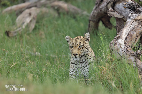 African leopard (Panthera pardus)