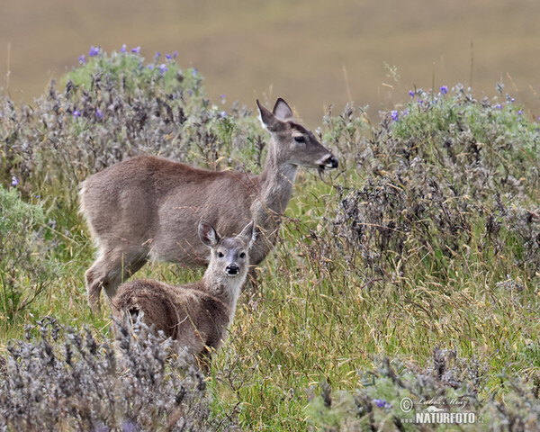 Andean White-tailed Deer (Odocoileus virginianus peruvianus)