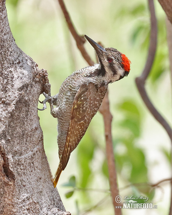 Bearded Woodpecker (Chloropicus namaquus)