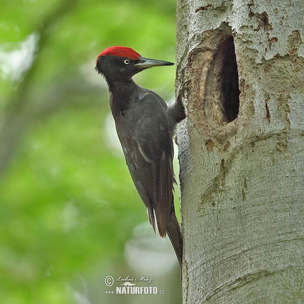 Black Woodpecker (Dryocopus martius)