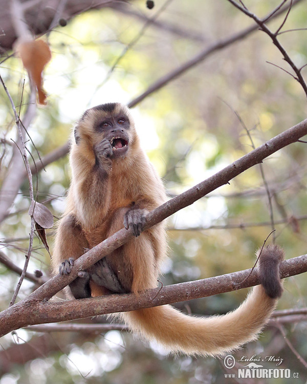 Brown Capuchin Monkey (Cebus appella)