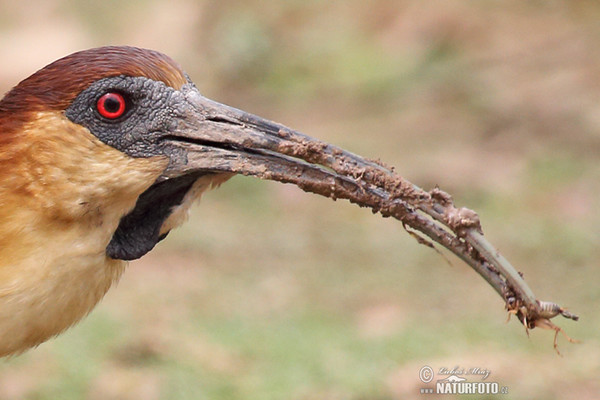 Buff-necked Ibis (Theristicus caudatus)
