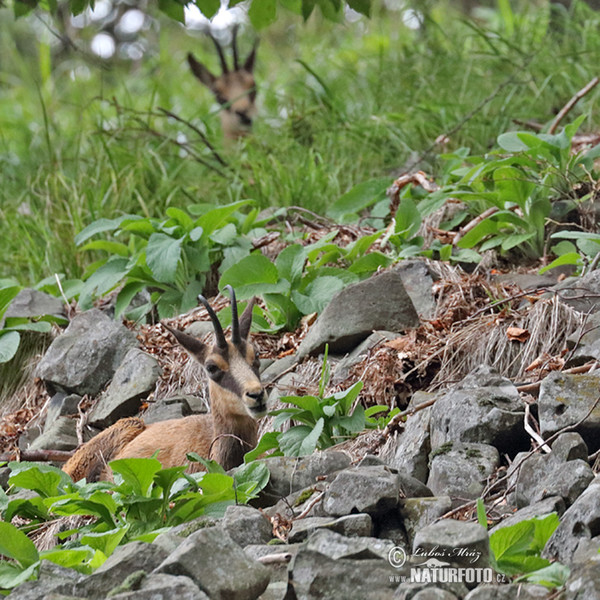 Chamois (Rupicapra rupicapra)