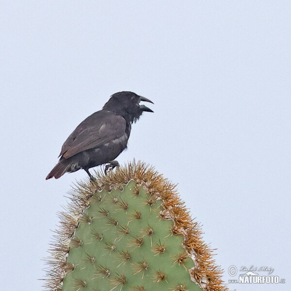 Common Cactus-Finch (Geospiza scandens)