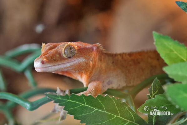 Crested gecko (Rhacodactylus ciliatus)