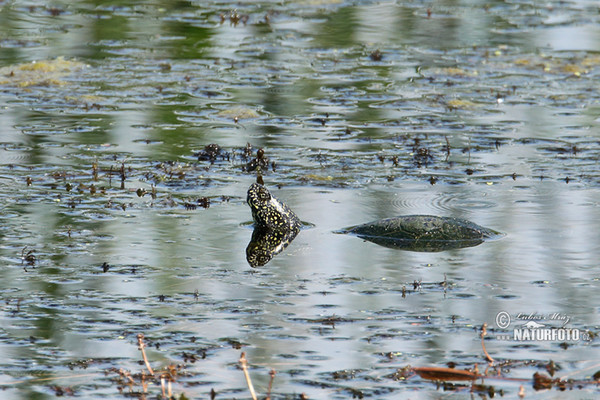 European pond Turtle (Emys orbicularis)