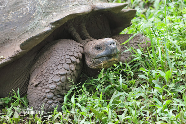 Galapagos tortoise (Geochelone nigra complex)