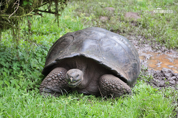 Galapagos tortoise (Geochelone nigra complex)
