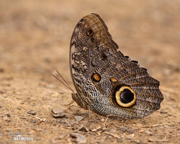 Giant Owl Butterfly (Caligo memnon)