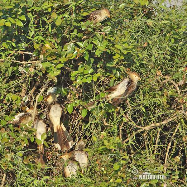 Guira Cuckoo (Guira guira)