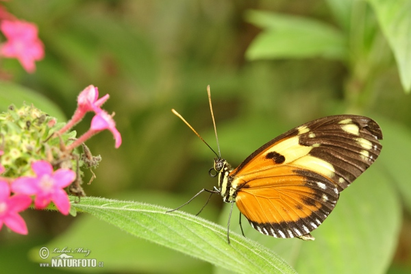 Harmonia Tiger-wing (Tithorea harmonia)