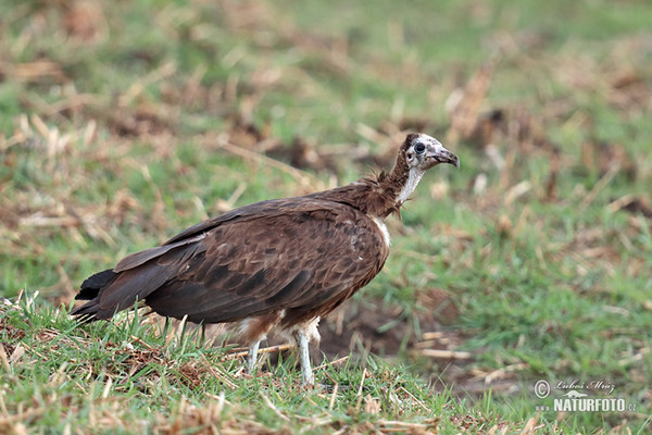 Hooded Vulture (Necrosyrtes monachus)