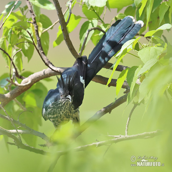 Levaillant´s Cuckoo (Clamator levaillantii)