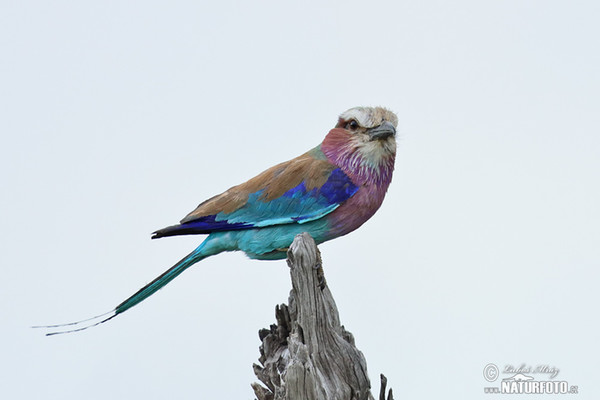 Lilac-breasted Lilacbreasted Roller (Coracias caudata)