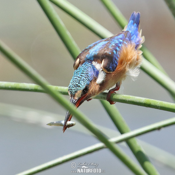 Malachite Kingfisher (Corythornis cristatus)