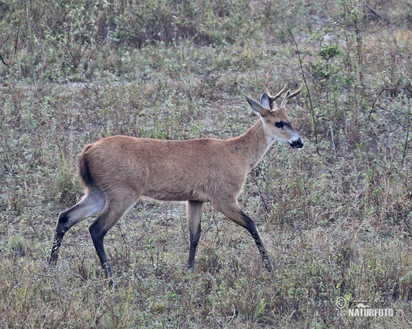 Marsh Deer (Blastocerus dichotomus)