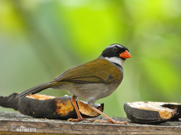 Orange-billed Sparrow (Arremon aurantiirostris)