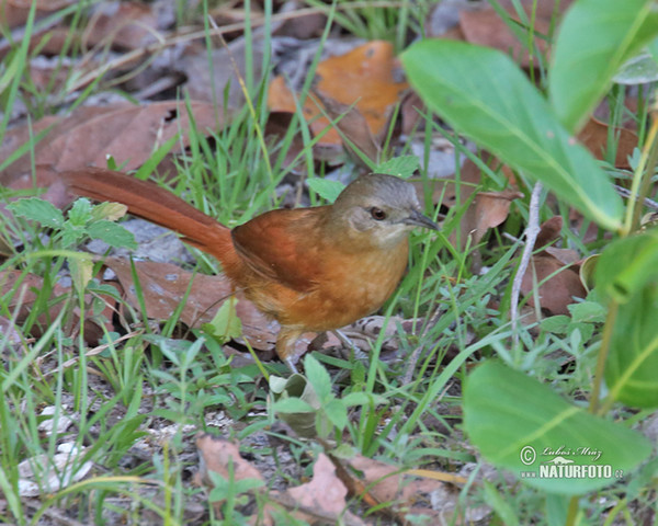 Plain-crowned Spinetail (Synallaxis gujanensis)
