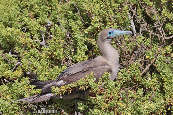 Red-footed Booby (Sula sula)