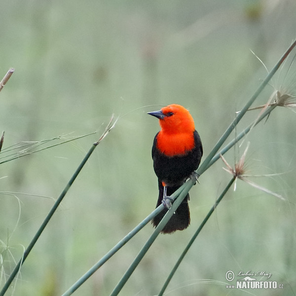 Scarlet-headed Blackbird (Amblyramphus holosericeus)