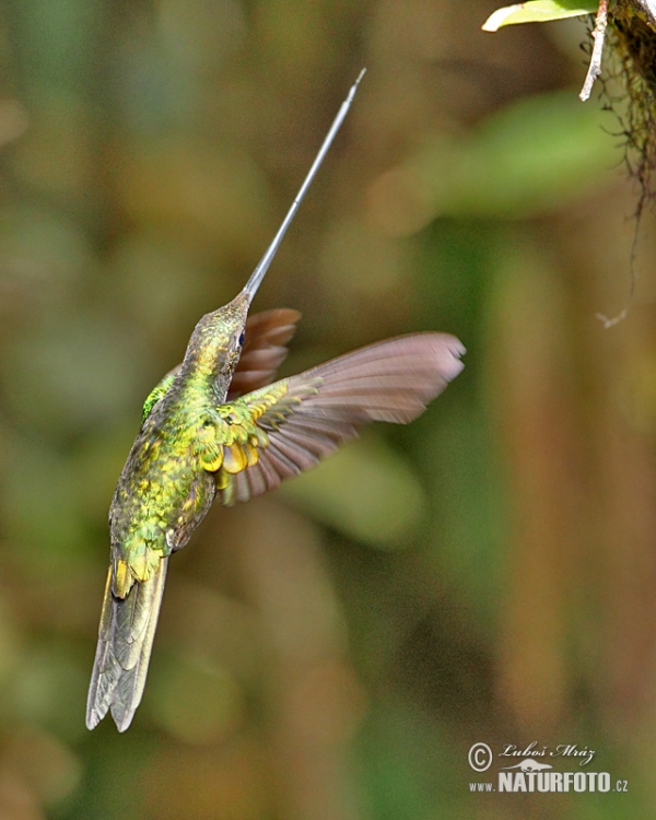 Schwertschnabelkolibri (Sword-billed Hummingbird)