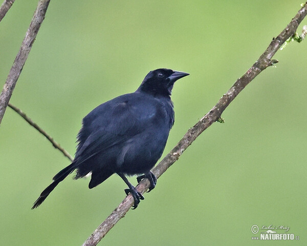 Scrub Blackbird (Dives warcewiczi)