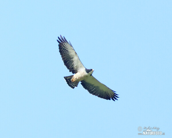 Short-tailed Hawk (Buteo brachyurus)