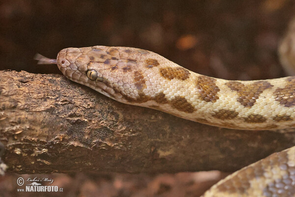 Spotted python (Antaresia maculosa)