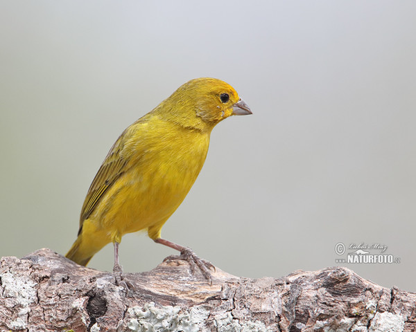 Stripe-tailed Yellow-Finch (Sicalis citrina)