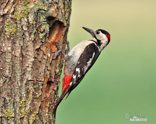 Syrian Woodpecker (Dendrocopos syriacus)