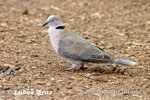 African mourning Collared dove