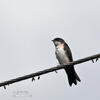 Blue-end-white Swallow
