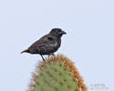 Common Cactus-Finch