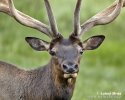 Elk Wapiti