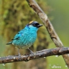 Golden-naped Tanager