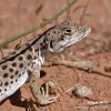 Long-nosed Leopard lizard