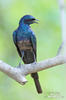 Long-tailed glossy Starling