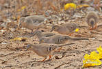 Long-tailed Ground-Dove