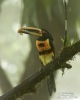 Pale-mandibled Aracari