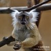 Red-fronter Lemur